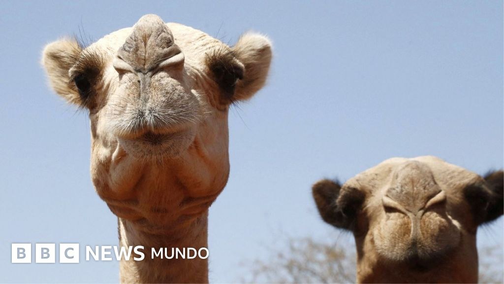 "Les salen ampollas en las patas y la arena les quema la piel": ni los camellos se libran de los efectos del calor extremo en África