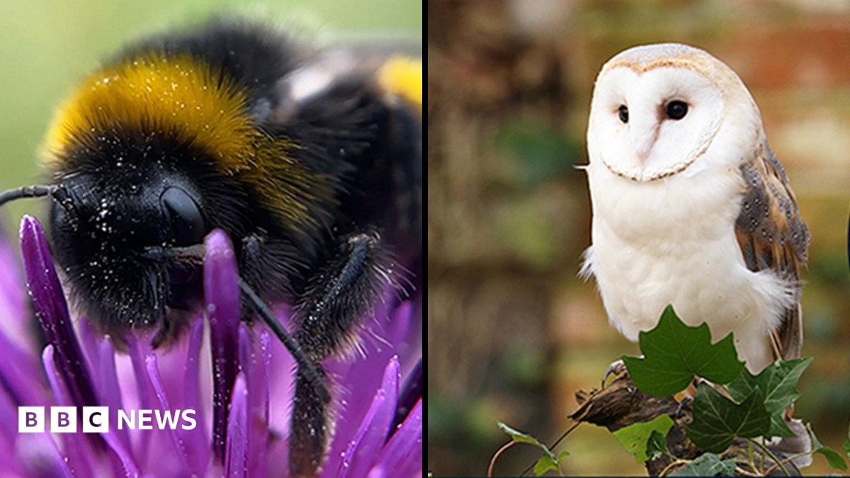 The wildlife winners set to appear on your banknotes revealed