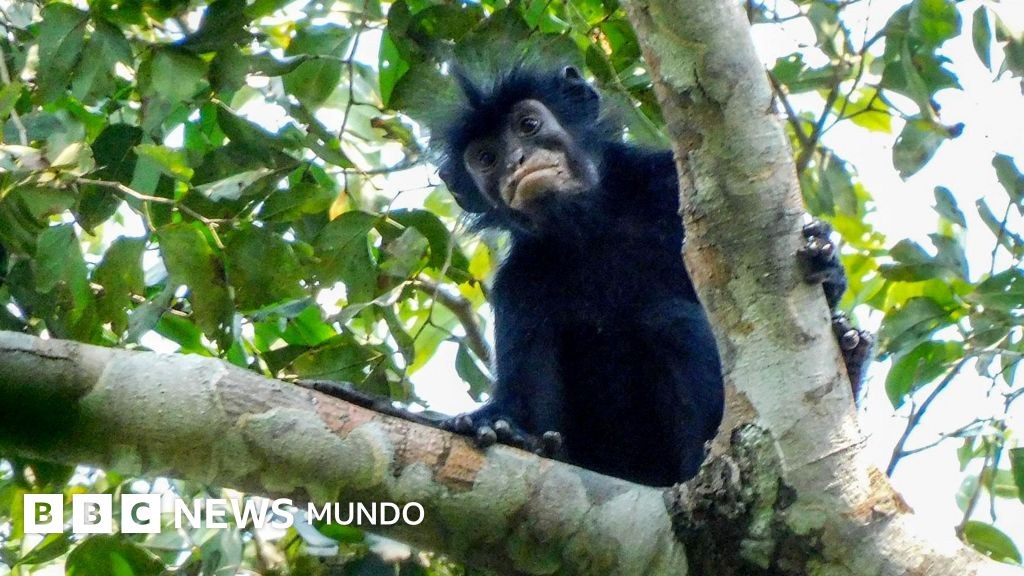 La nueva especie de mono con labios naranjas que fue descubierta en el corazón de África